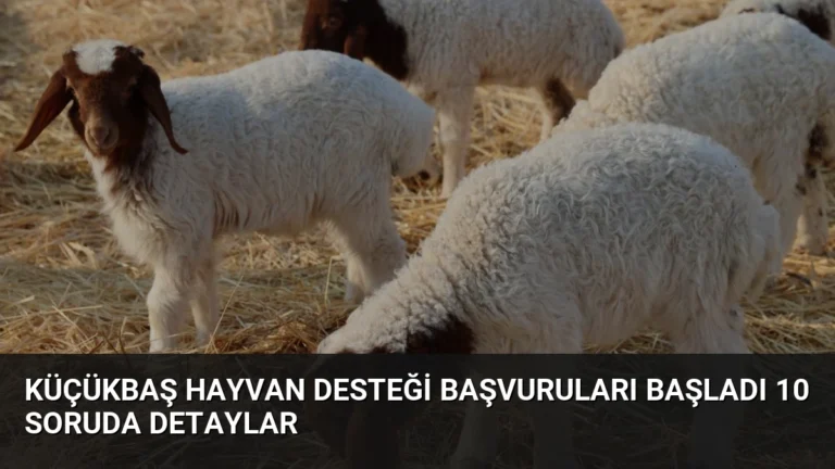Küçükbaş Hayvan Desteği Başvuruları Başladı 10 Soruda Detaylar