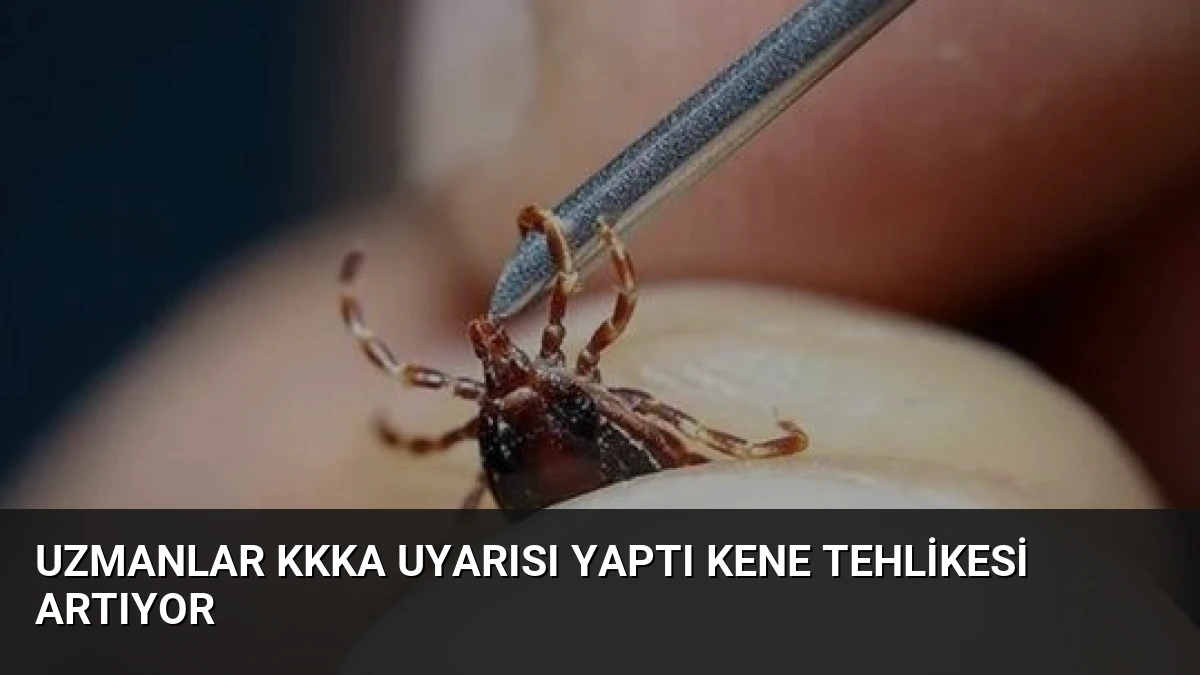 Uzmanlar KKKA Uyarısı Yaptı Kene Tehlikesi Artıyor
