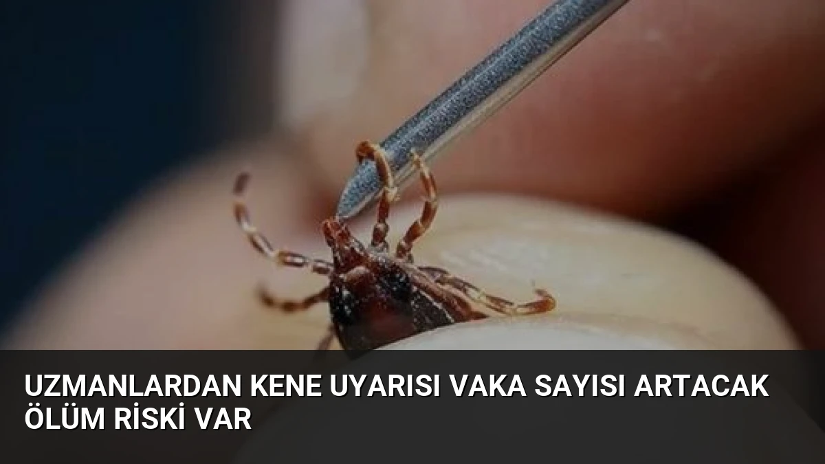 Uzmanlardan Kene Uyarısı Vaka Sayısı Artacak Ölüm Riski Var