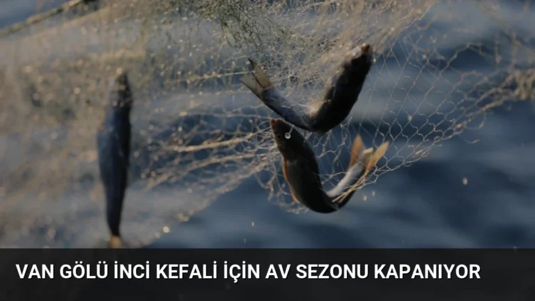 Van Gölü İnci Kefali İçin Av Sezonu Kapanıyor