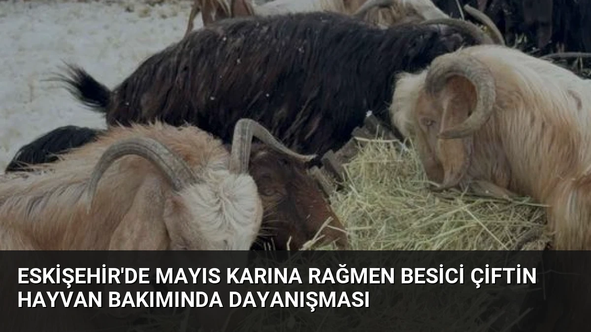 Eskişehir’de Mayıs Karına Rağmen Besici Çiftin Hayvan Bakımında Dayanışması