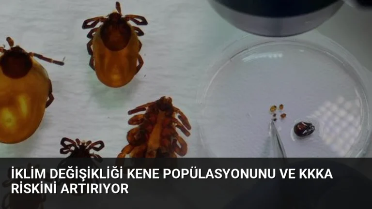 İklim Değişikliği Kene Popülasyonunu ve KKKA Riskini Artırıyor