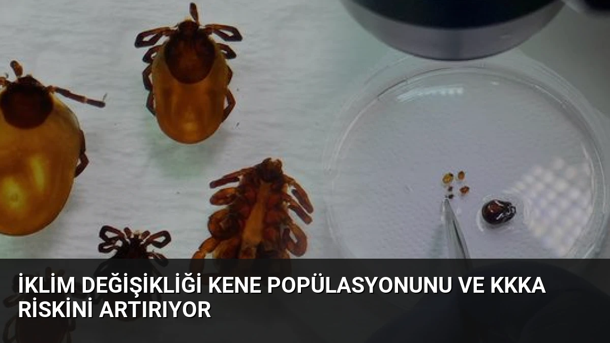 İklim Değişikliği Kene Popülasyonunu ve KKKA Riskini Artırıyor