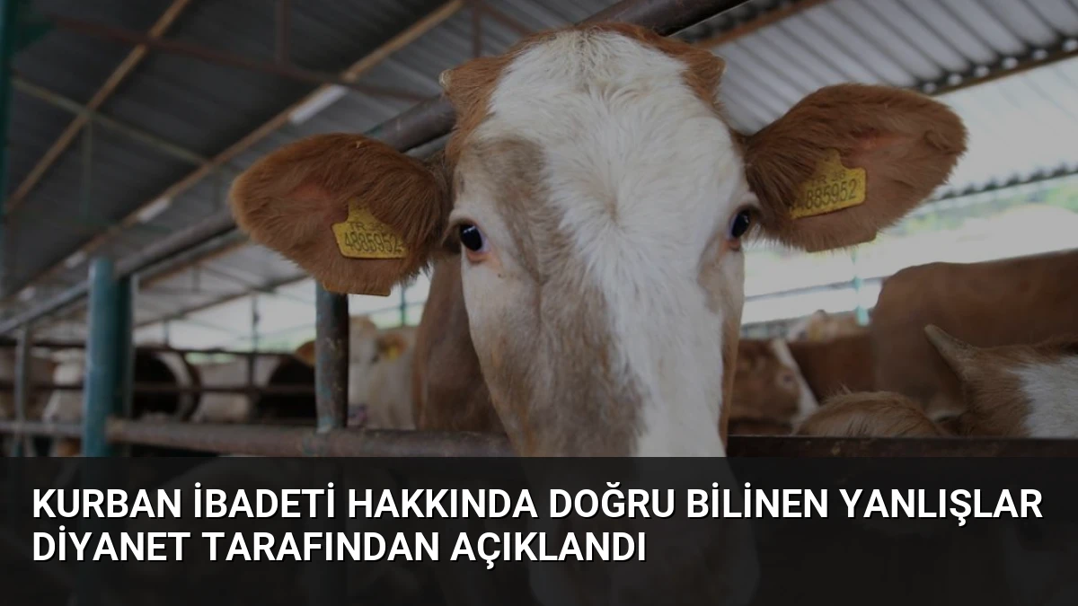 Kurban İbadeti Hakkında Doğru Bilinen Yanlışlar Diyanet Tarafından Açıklandı