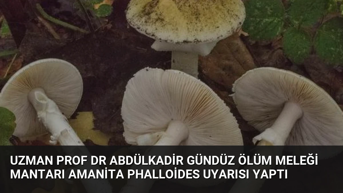 Uzman Prof Dr Abdülkadir Gündüz Ölüm Meleği Mantarı Amanita Phalloides Uyarısı Yaptı