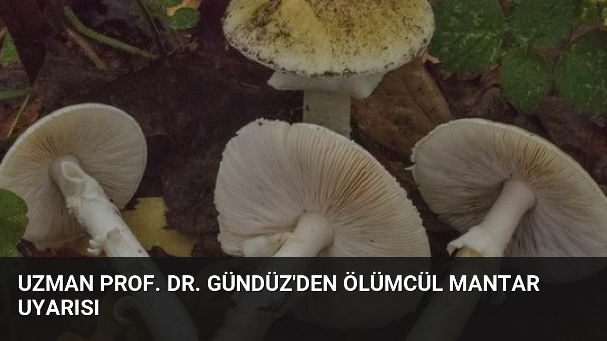 Uzman Prof. Dr. Gündüz’den Ölümcül Mantar Uyarısı