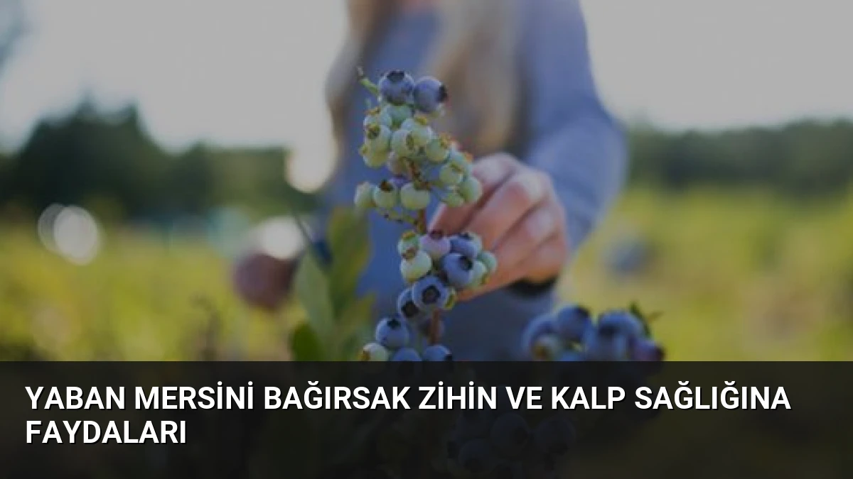 Yaban Mersini Bağırsak Zihin ve Kalp Sağlığına Faydaları