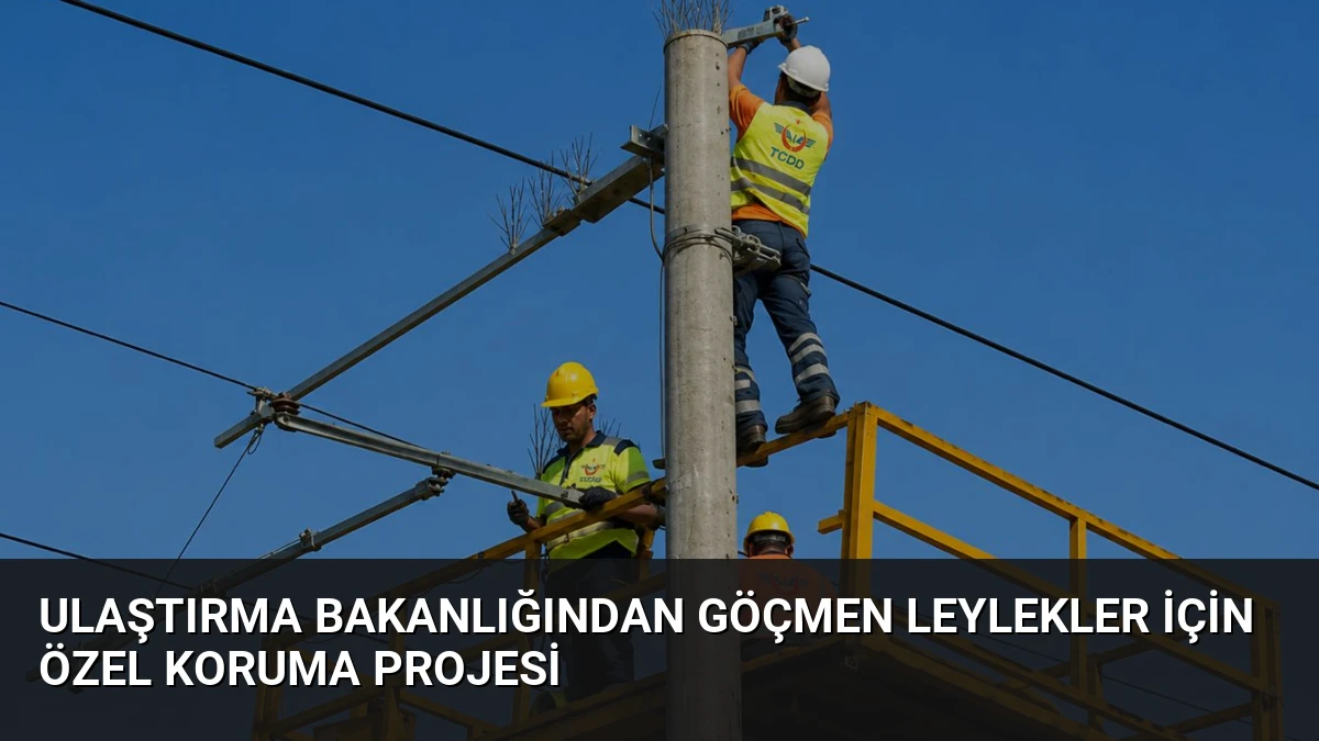 Ulaştırma Bakanlığından göçmen leylekler için özel koruma projesi